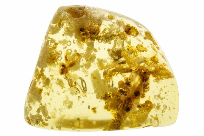 Polished Colombian Copal ( g) - Contains Termites! #331672